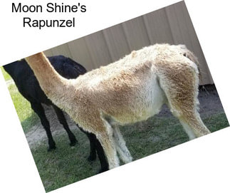 Moon Shine\'s Rapunzel