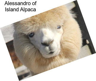 Alessandro of Island Alpaca