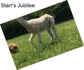 Starr\'s Jubilee