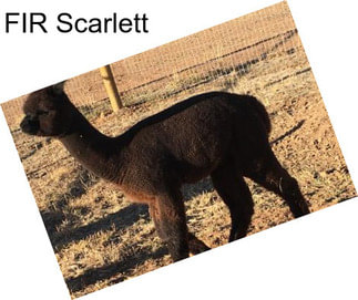 FIR Scarlett