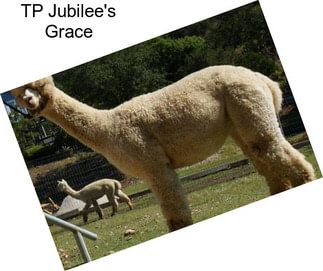 TP Jubilee\'s Grace