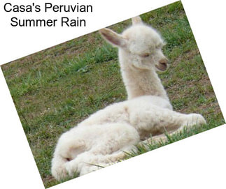 Casa\'s Peruvian Summer Rain