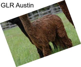 GLR Austin