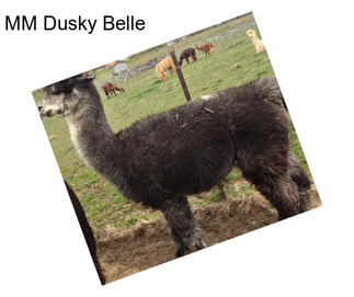 MM Dusky Belle