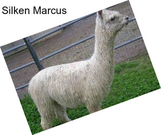 Silken Marcus