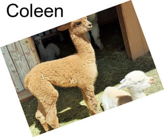 Coleen