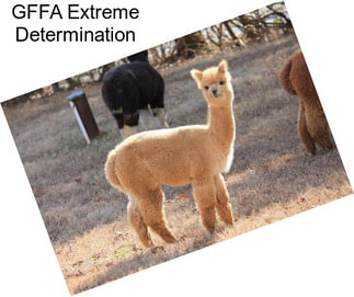 GFFA Extreme Determination