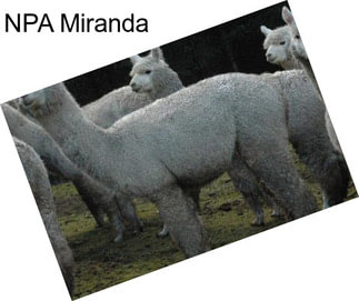 NPA Miranda