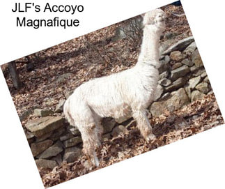 JLF\'s Accoyo Magnafique