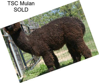 TSC Mulan SOLD