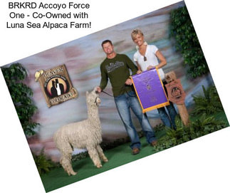 BRKRD Accoyo Force One - Co-Owned with Luna Sea Alpaca Farm!