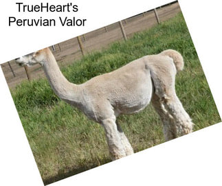 TrueHeart\'s Peruvian Valor