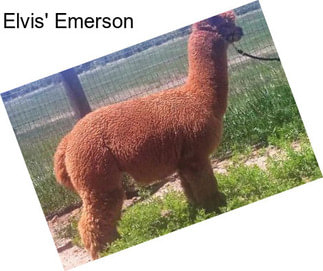 Elvis\' Emerson