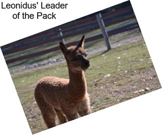 Leonidus\' Leader of the Pack