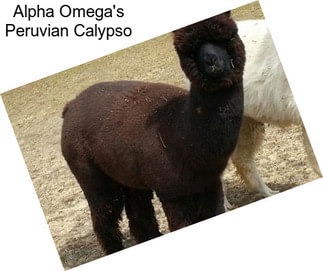 Alpha Omega\'s Peruvian Calypso