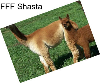 FFF Shasta