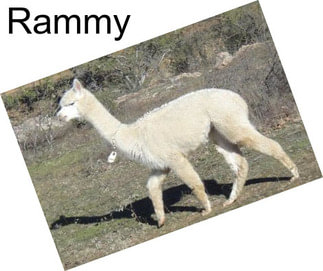 Rammy