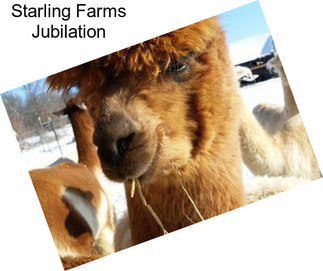 Starling Farms Jubilation