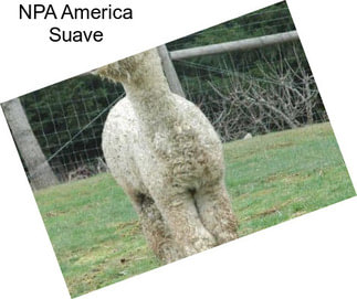 NPA America Suave