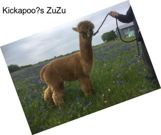 Kickapoo?s ZuZu