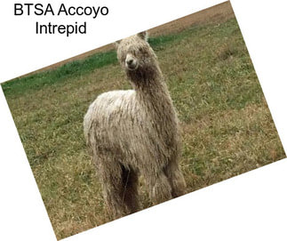 BTSA Accoyo Intrepid