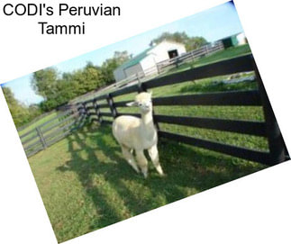 CODI\'s Peruvian Tammi