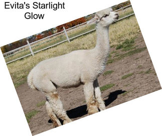 Evita\'s Starlight Glow