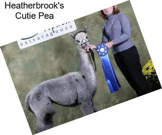 Heatherbrook\'s Cutie Pea