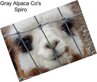 Gray Alpaca Co\'s Spiro