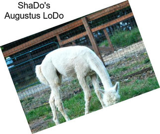 ShaDo\'s Augustus LoDo