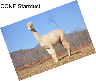 CCNF Starrdust