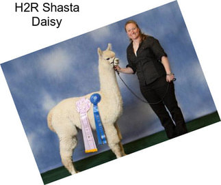 H2R Shasta Daisy