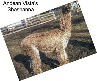 Andean Vista\'s Shoshanna