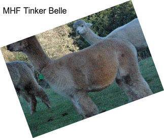 MHF Tinker Belle