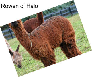 Rowen of Halo