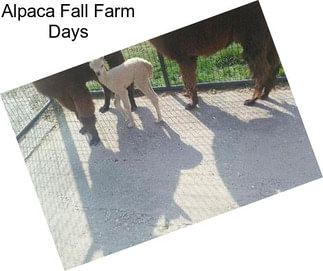 Alpaca Fall Farm Days