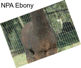 NPA Ebony