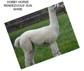 HOBBY HORSE RENDEZVOUS\' SUN SHINE