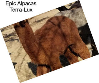 Epic Alpacas Terra-Lux