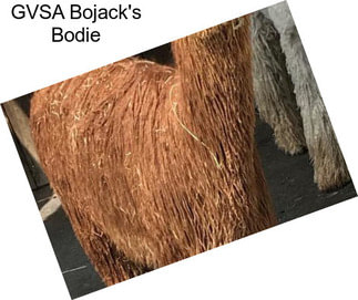 GVSA Bojack\'s Bodie