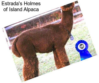 Estrada\'s Holmes of Island Alpaca