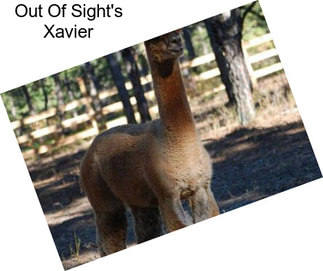 Out Of Sight\'s Xavier