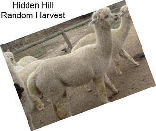 Hidden Hill Random Harvest