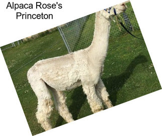 Alpaca Rose\'s Princeton