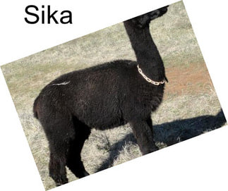 Sika