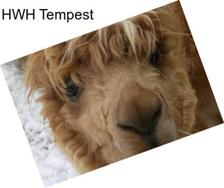 HWH Tempest