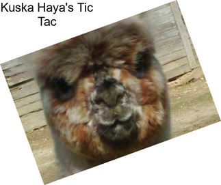 Kuska Haya\'s Tic Tac