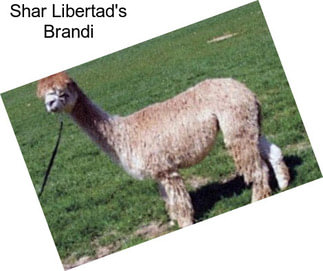 Shar Libertad\'s Brandi