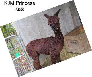 KJM Princess Kate