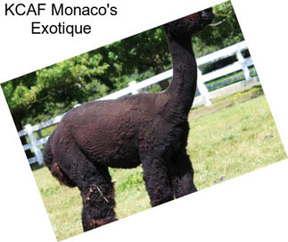 KCAF Monaco\'s Exotique